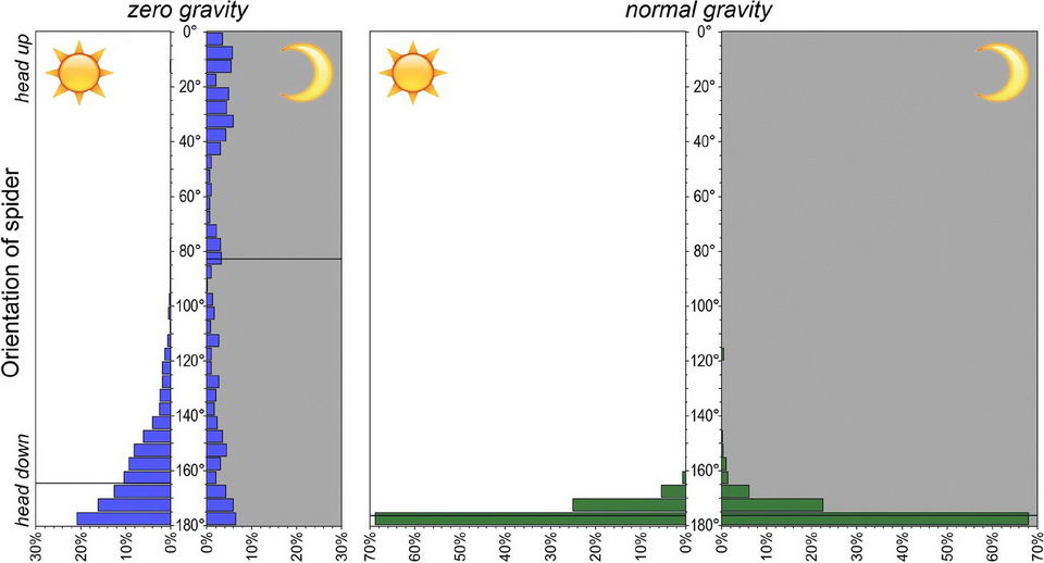▲横轴为蜘蛛等待时距离蛛网中心方向的频率分布。所示为零重力和正常重力下以及白天(开灯)和晚上(关灯)的分布。水平黑线表示中位数值。样本数(照片数量)分别为6250、456、5395、1915。蜘蛛在正常重力下几乎总是面朝下。在零重力环境下，当光照打开时，蜘蛛倾向于脸朝下，而当光照关闭时，蜘蛛的方向则是随机的。