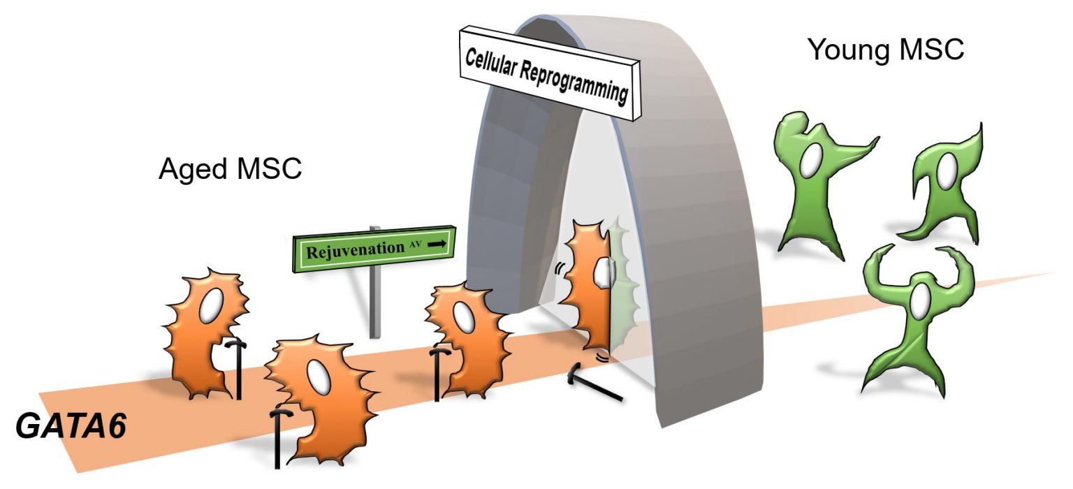 当间充质干细胞/基质细胞（MSC）老化时，转录因子GATA6在细胞中越来越多地产生以诱导衰老反应的发生。通过基于转录因子的细胞重编程，可使衰老的MSC焕发活力，同时降低GATA6对细胞衰老的影响。图片来源：AlphaMed Press