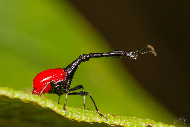 长颈象鼻虫 Giraffe weevil