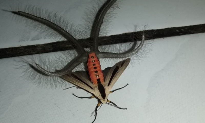 黑条灰灯蛾 Creatonotos Gangis