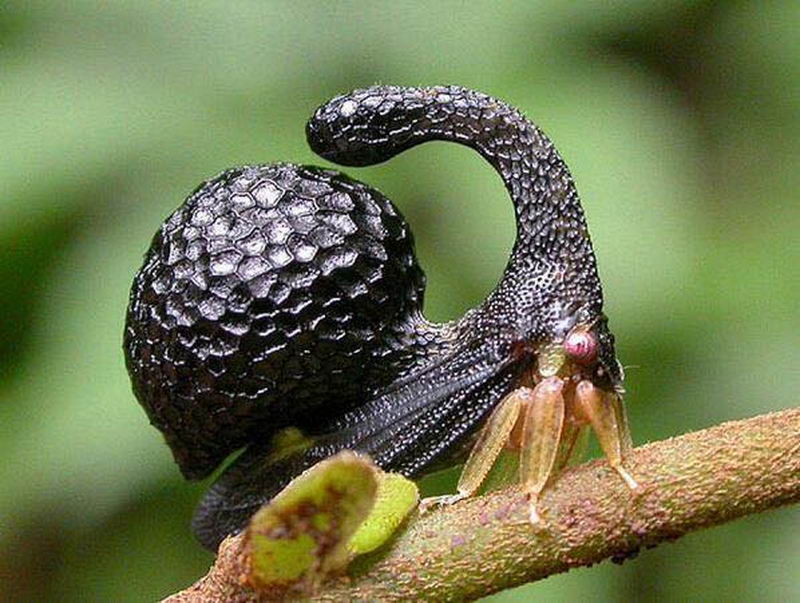 角蝉 treehopper