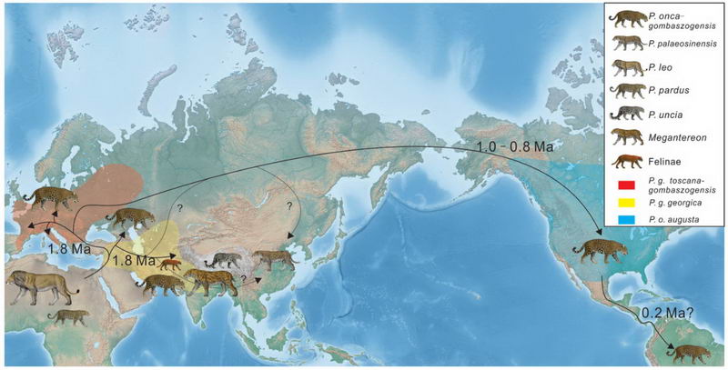 美洲豹的祖先起源于非洲，之后扩散到欧亚大陆，最后经白令陆桥到达北美及南美洲。
