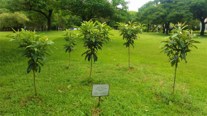 清除褐根病罹病地的残根后，补植的枇杷在一年后依然健康。