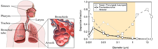 图7.颗粒物渗入人体呼吸系统。