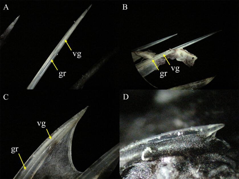 图2刺毒鱼类毒刺形态之二。
