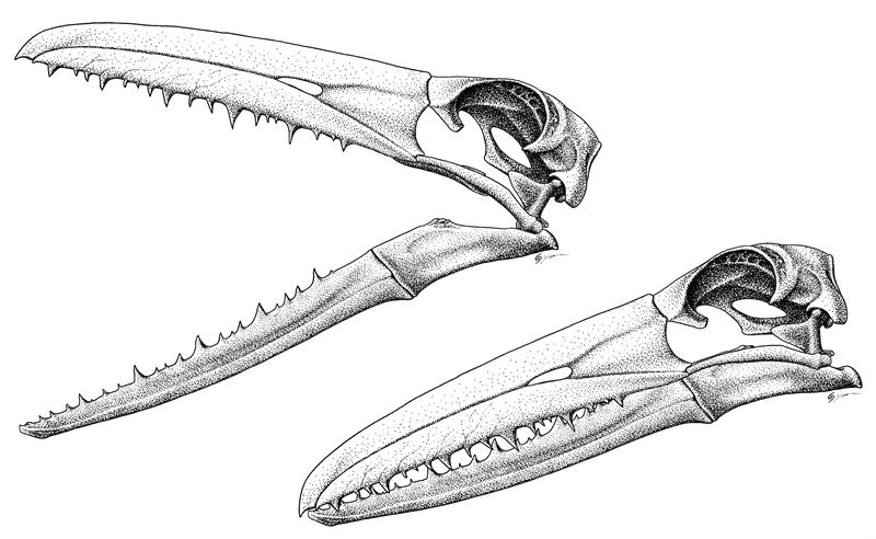 图：桑氏伪齿鸟（Pelagornis sandersi）是一种生活在2500万年的鸟类，它的喙进化成了锯齿状。