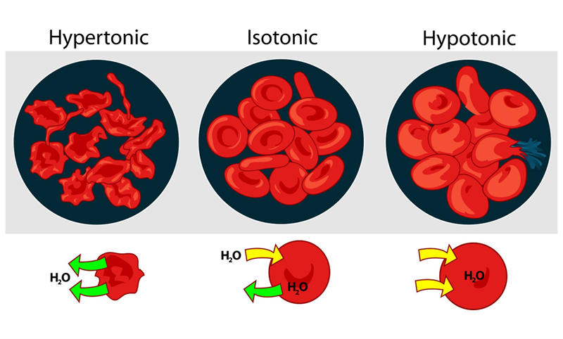 高渗、低渗和等渗原理示意图