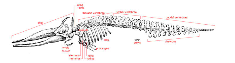 抹香鲸的骨骼