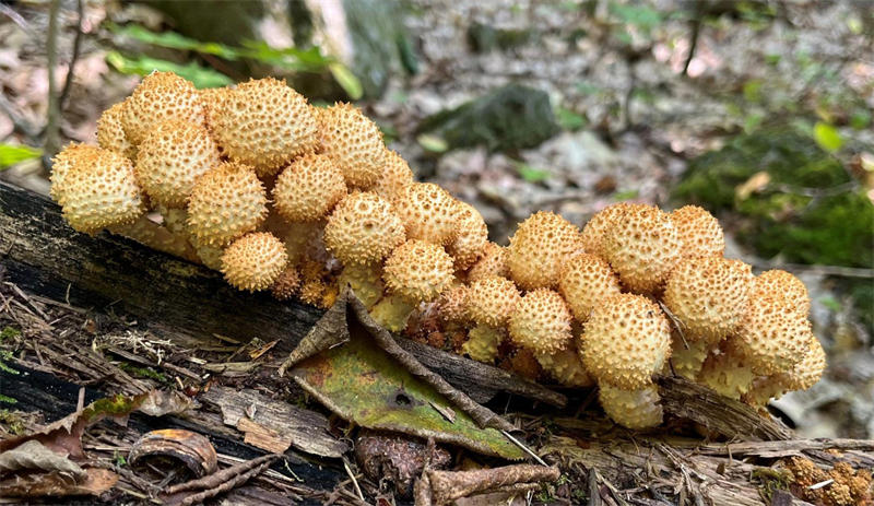 植物枯枝上的真菌