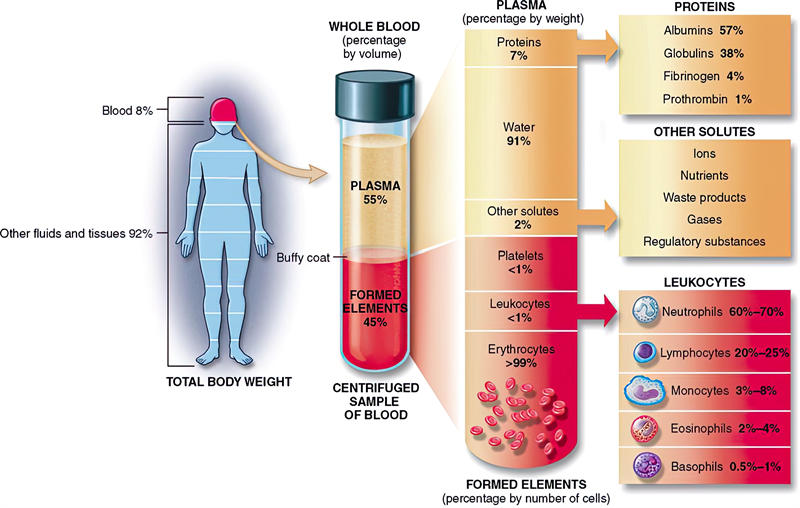 血液的组成部分