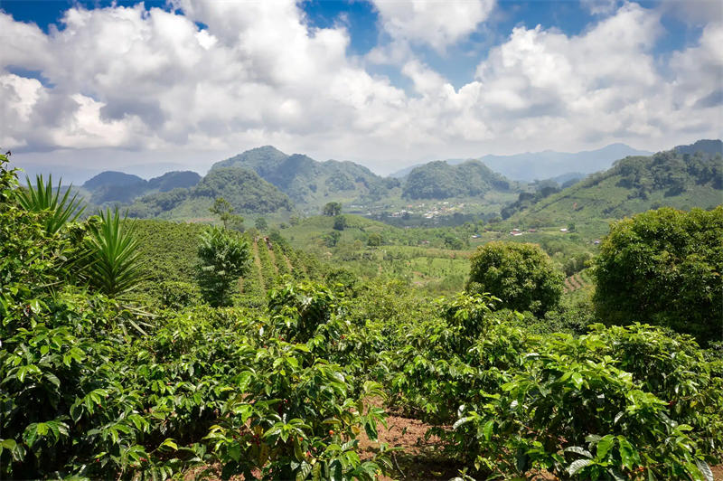 洪都拉斯内陆的高山种植园